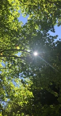 梧桐树，梧桐树叶，各个季节的梧桐树唯美摄影图片