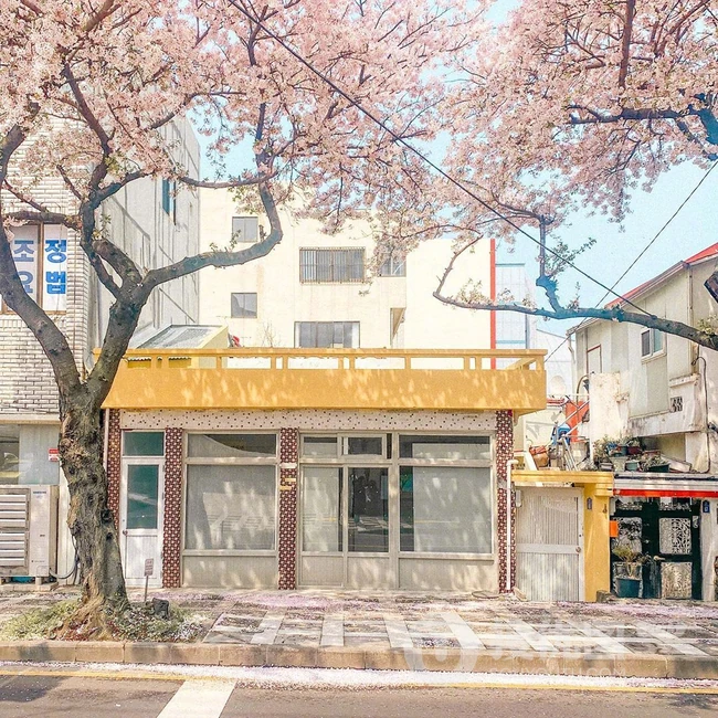 满街樱花开发的城市街道，逛街如逛花园太美了 第4张