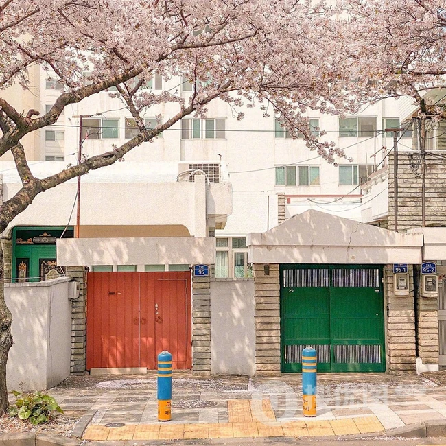 满街樱花开发的城市街道，逛街如逛花园太美了 第6张