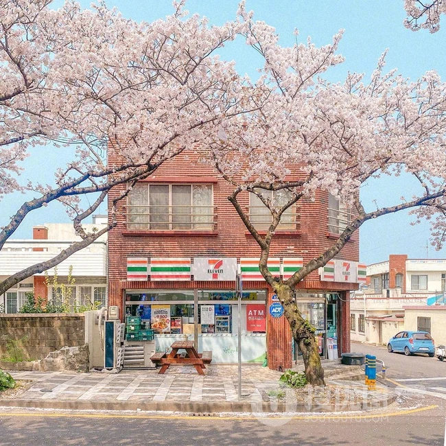 满街樱花开发的城市街道，逛街如逛花园太美了 第1张