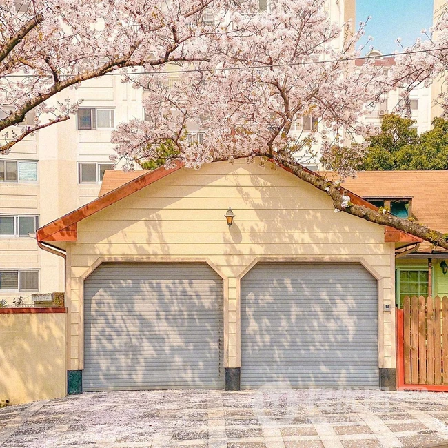 满街樱花开发的城市街道，逛街如逛花园太美了 第8张