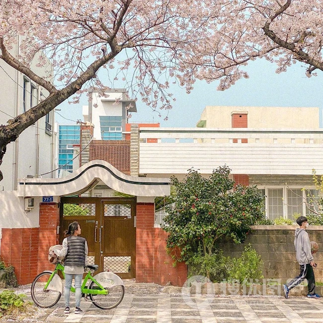 满街樱花开发的城市街道，逛街如逛花园太美了 第3张