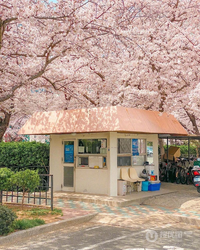 满街樱花开发的城市街道，逛街如逛花园太美了 第2张
