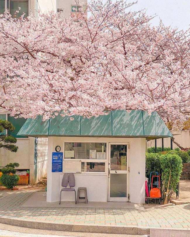 满街樱花开发的城市街道，逛街如逛花园太美了 第5张