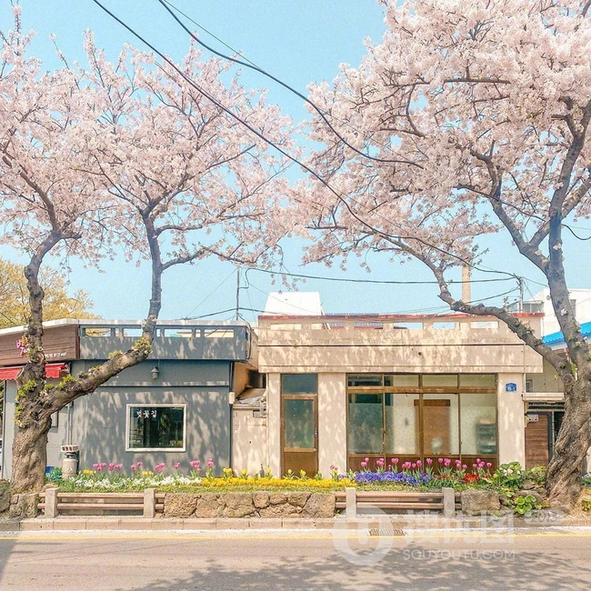 满街樱花开发的城市街道，逛街如逛花园太美了 第7张