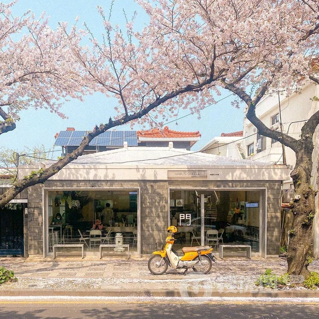 满街樱花开发的城市街道，逛街如逛花园太美了 第9张