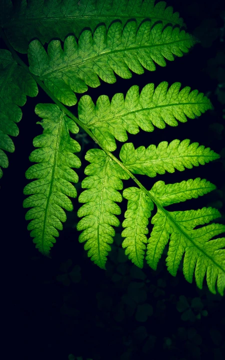 植物&ldquo;薄盖双盖蕨&rdquo;绿绿的叶子手机壁纸