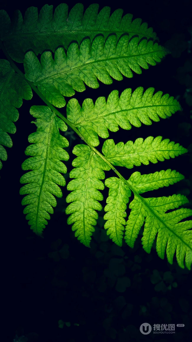 植物&ldquo;薄盖双盖蕨&rdquo;绿绿的叶子手机壁纸