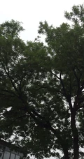 槐树，槐树花唯美摄影图片