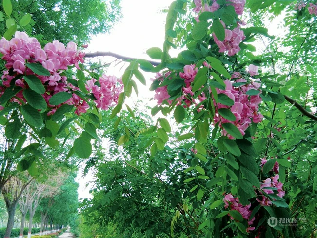 槐树，槐树花唯美摄影图片