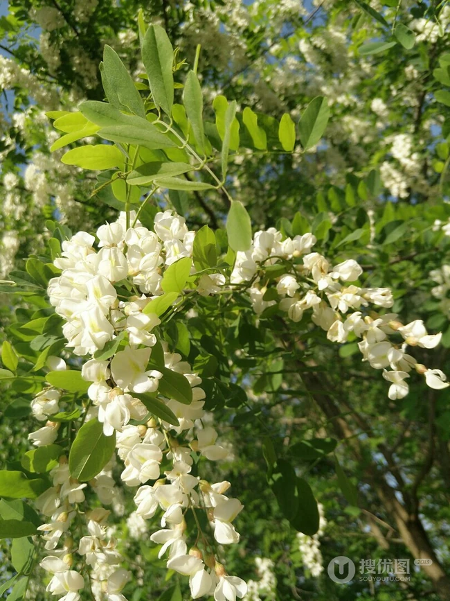 槐树，槐树花唯美摄影图片