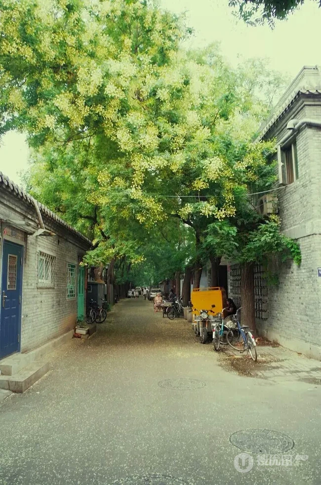 槐树，槐树花唯美摄影图片