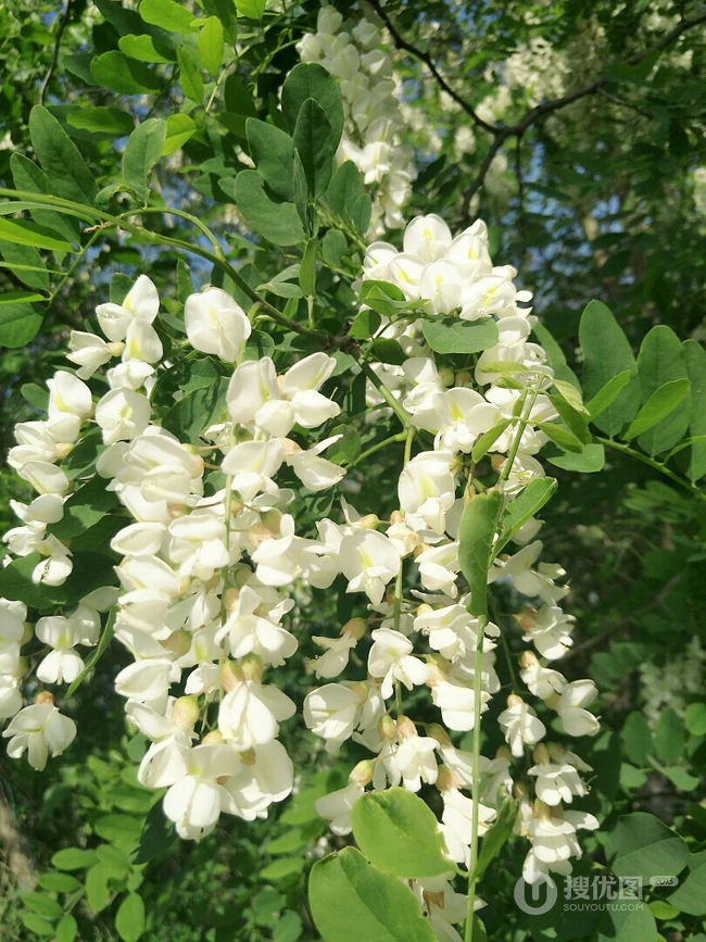 槐树，槐树花唯美摄影图片