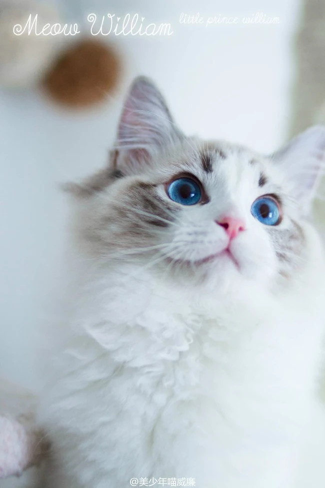 布偶猫可爱摄影图片，猫中小仙女,好看又乖巧的布偶猫美图 第4张