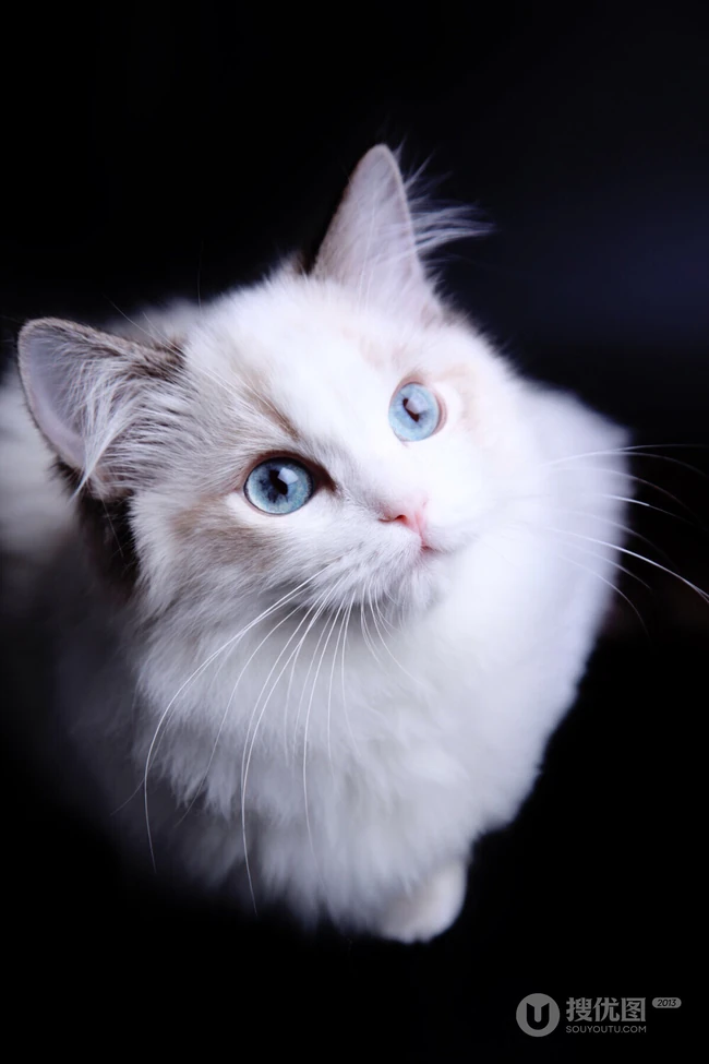 布偶猫可爱摄影图片，猫中小仙女,好看又乖巧的布偶猫美图 第10张