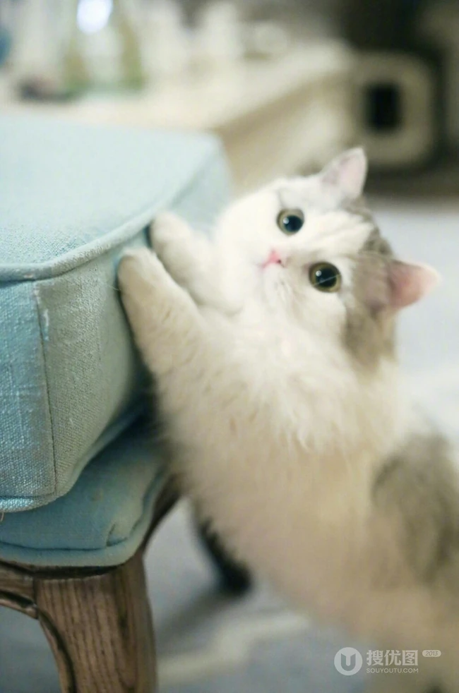 布偶猫可爱摄影图片，猫中小仙女,好看又乖巧的布偶猫美图 第8张
