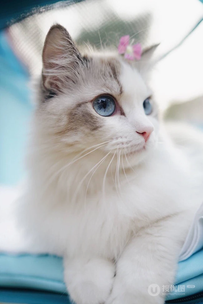 布偶猫可爱摄影图片，猫中小仙女,好看又乖巧的布偶猫美图 第5张