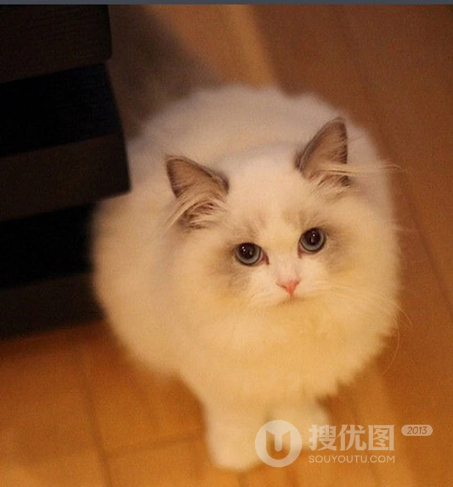 布偶猫可爱摄影图片，猫中小仙女,好看又乖巧的布偶猫美图 第2张