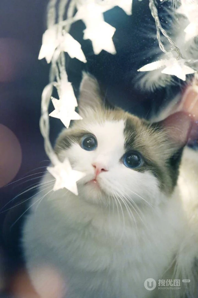 布偶猫可爱摄影图片，猫中小仙女,好看又乖巧的布偶猫美图 第11张