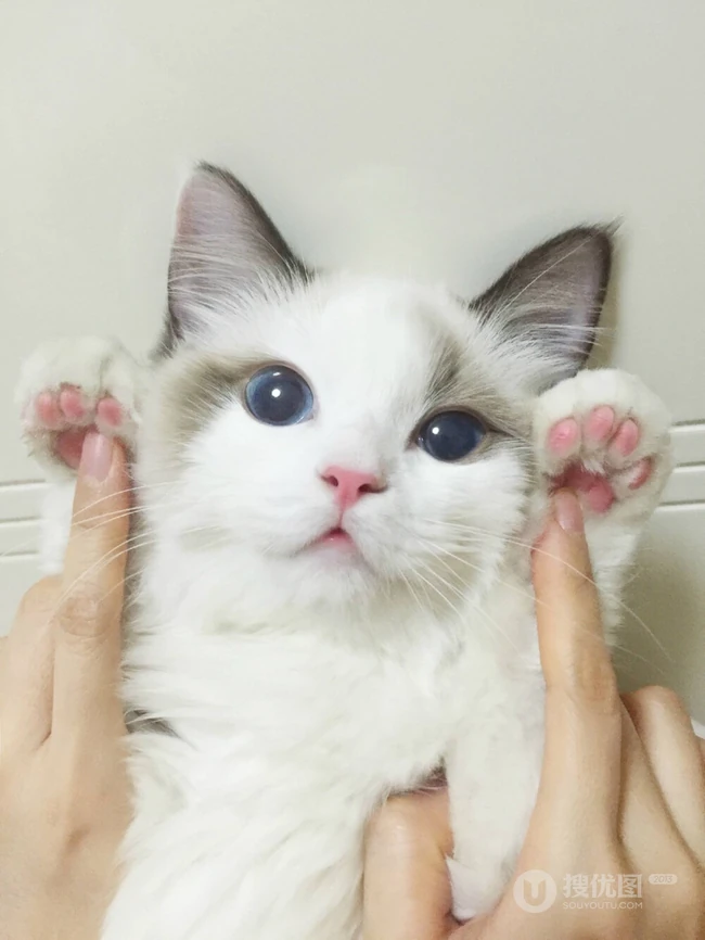 布偶猫可爱摄影图片，猫中小仙女,好看又乖巧的布偶猫美图 第7张