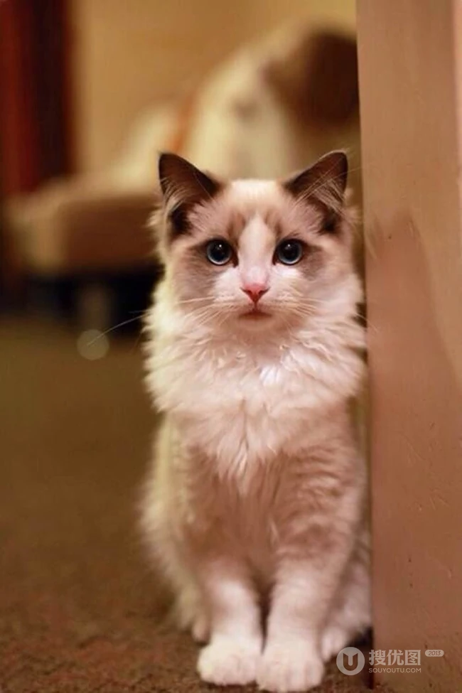 布偶猫可爱摄影图片，猫中小仙女,好看又乖巧的布偶猫美图 第3张