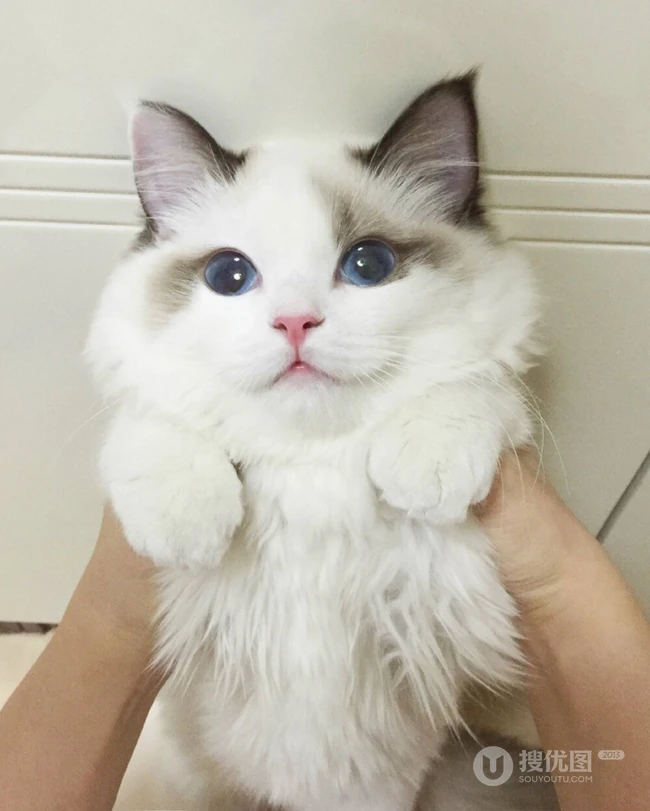 布偶猫可爱摄影图片，猫中小仙女,好看又乖巧的布偶猫美图 第6张