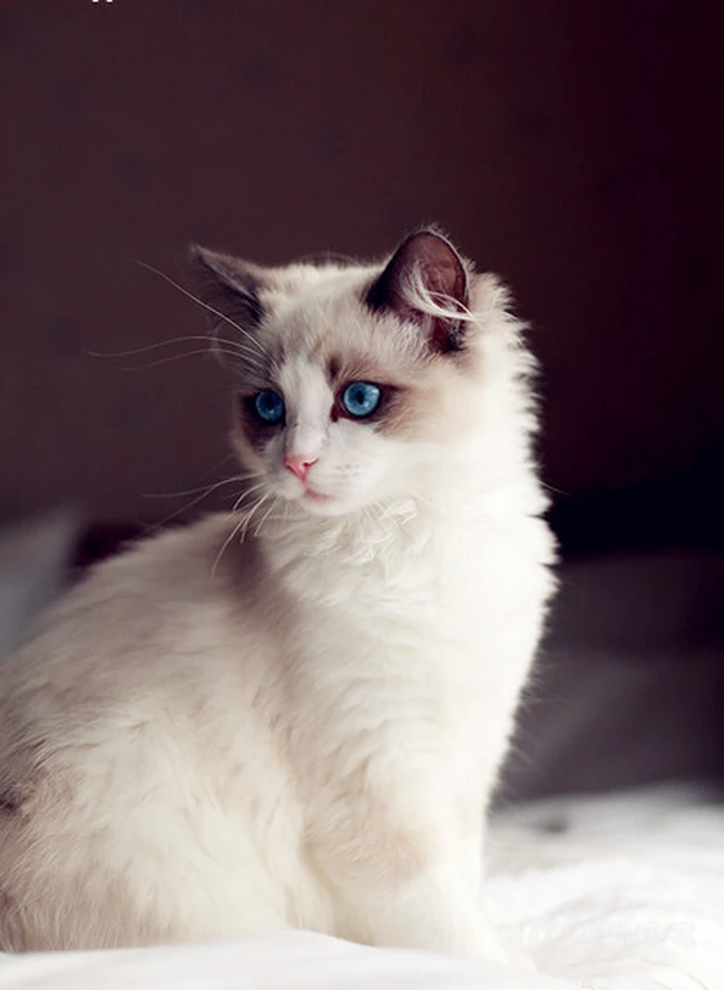 布偶猫可爱摄影图片，猫中小仙女,好看又乖巧的布偶猫美图 第1张