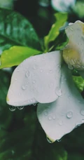 栀子花唯美摄影图片，清新淡雅的栀子花，栀子树图片欣赏