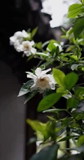 栀子花唯美摄影图片，清新淡雅的栀子花，栀子树图片欣赏