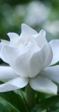栀子花唯美摄影图片，清新淡雅的栀子花，栀子树图片欣赏