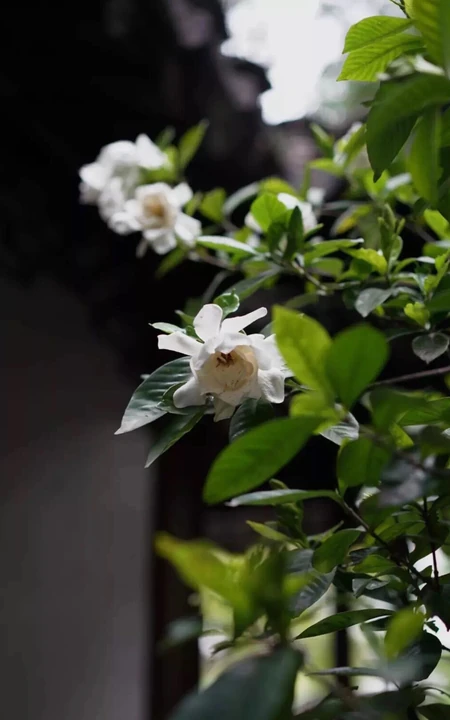 栀子花唯美摄影图片，清新淡雅的栀子花，栀子树图片欣赏