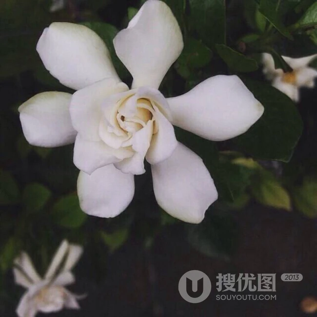栀子花唯美摄影图片，清新淡雅的栀子花，栀子树图片欣赏