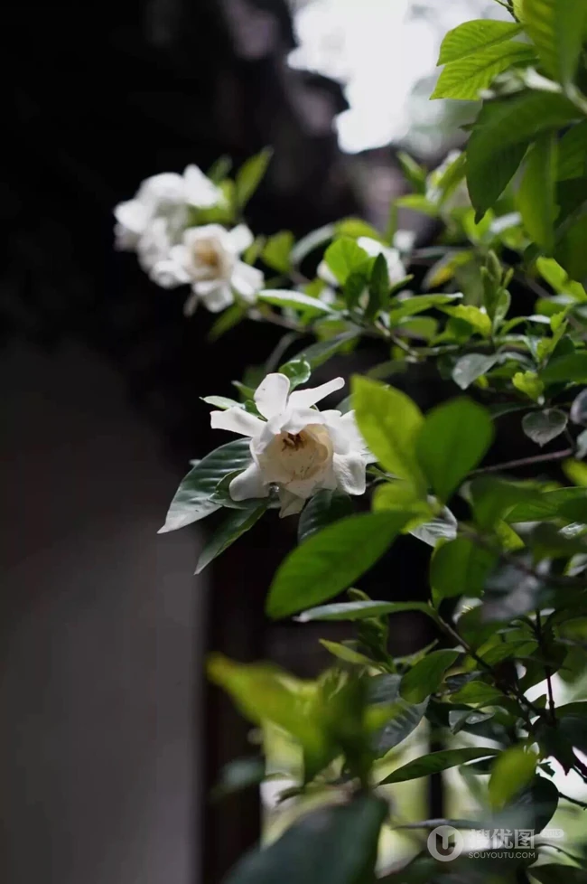 栀子花唯美摄影图片，清新淡雅的栀子花，栀子树图片欣赏