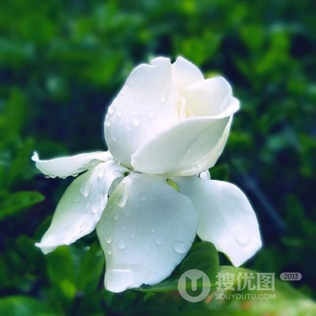 栀子花唯美摄影图片，清新淡雅的栀子花，栀子树图片欣赏
