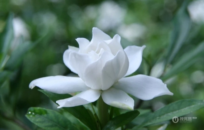 栀子花唯美摄影图片，清新淡雅的栀子花，栀子树图片欣赏