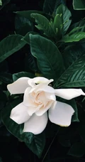 栀子花唯美摄影图片，清新淡雅的栀子花，栀子树图片欣赏