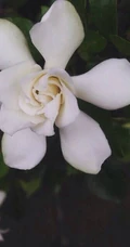栀子花唯美摄影图片，清新淡雅的栀子花，栀子树图片欣赏