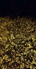 迎春花图片，相爱到永远的迎春花开满枝丫唯美摄影图片