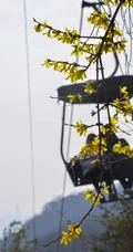 迎春花图片，相爱到永远的迎春花开满枝丫唯美摄影图片