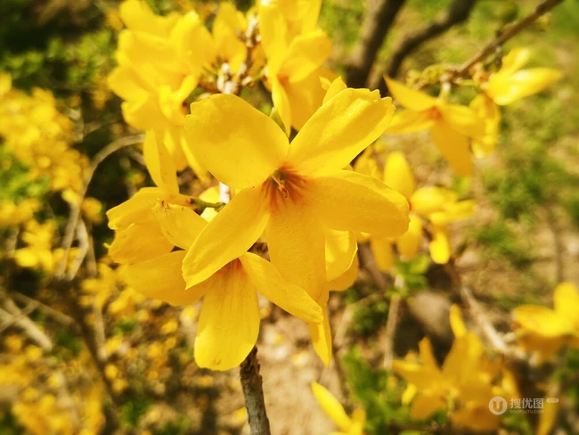 迎春花图片，相爱到永远的迎春花开满枝丫唯美摄影图片