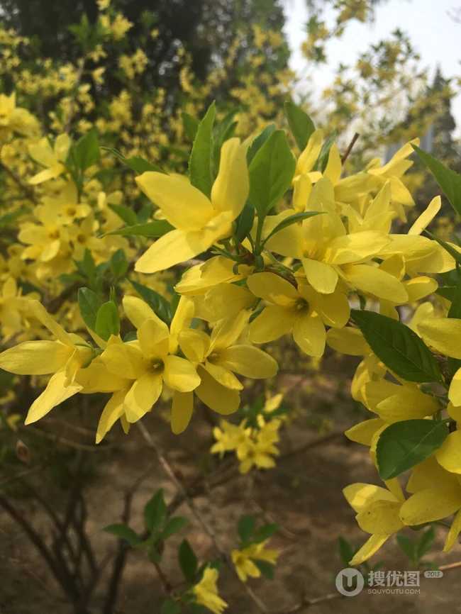 迎春花图片，相爱到永远的迎春花开满枝丫唯美摄影图片