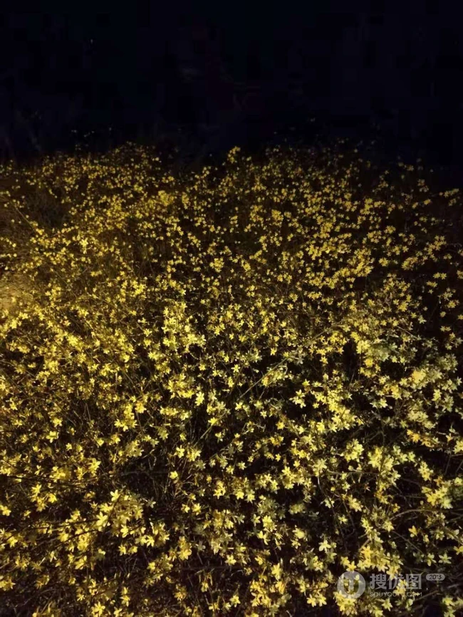 迎春花图片，相爱到永远的迎春花开满枝丫唯美摄影图片