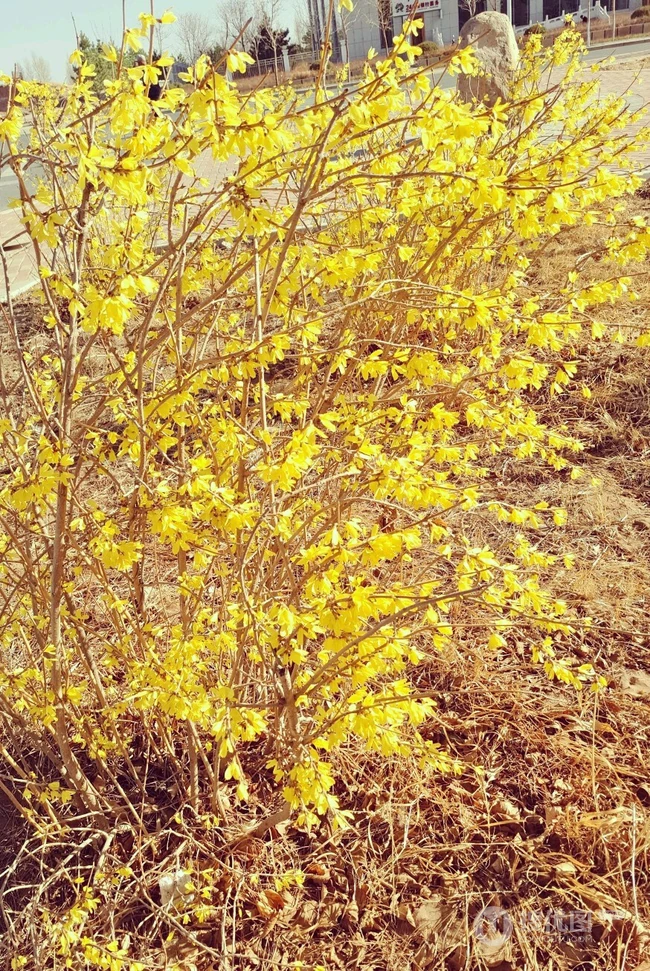 迎春花图片，相爱到永远的迎春花开满枝丫唯美摄影图片