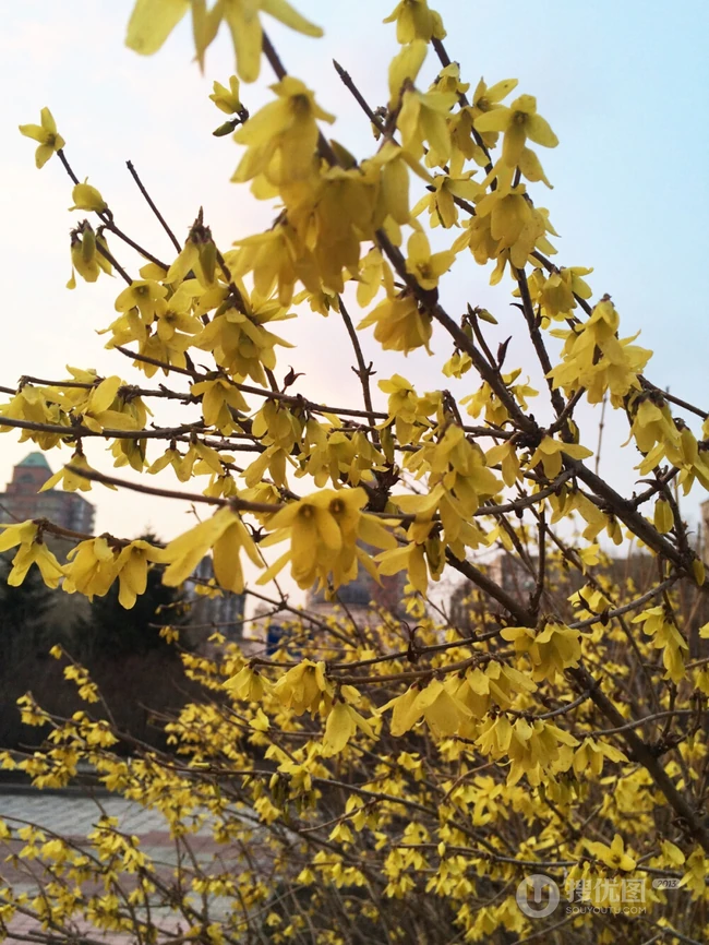 迎春花图片，相爱到永远的迎春花开满枝丫唯美摄影图片