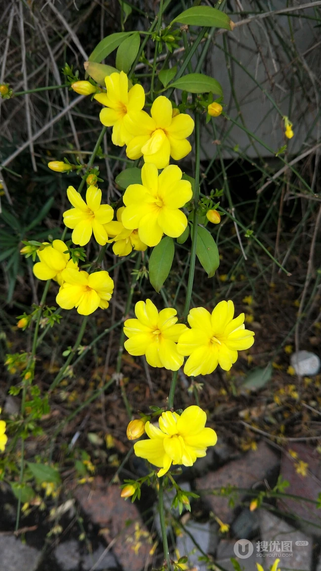迎春花图片，相爱到永远的迎春花开满枝丫唯美摄影图片