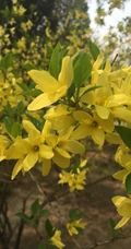 迎春花图片，相爱到永远的迎春花开满枝丫唯美摄影图片