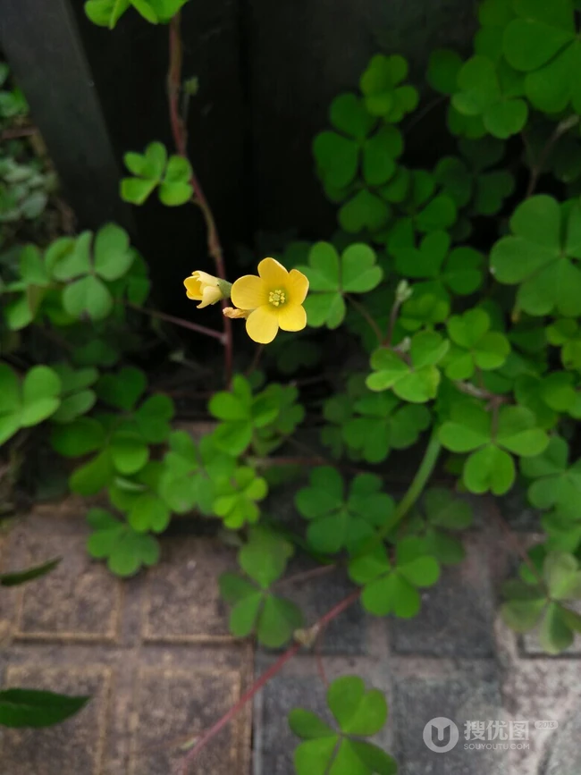 三叶草图片，随处可见的青青小草三叶草唯美图片