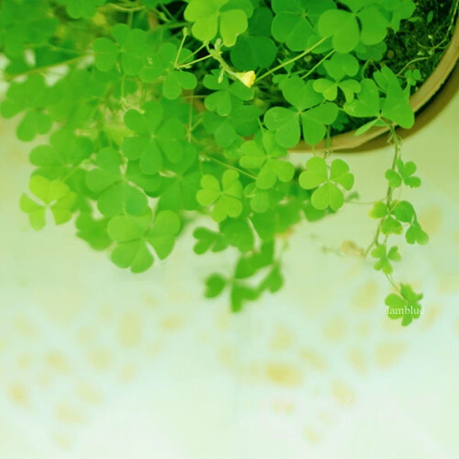 三叶草图片，随处可见的青青小草三叶草唯美图片