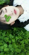 三叶草图片，随处可见的青青小草三叶草唯美图片