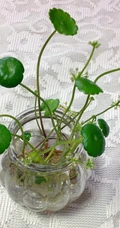 铜钱草图片，家庭养殖植物铜钱草唯美摄影图片